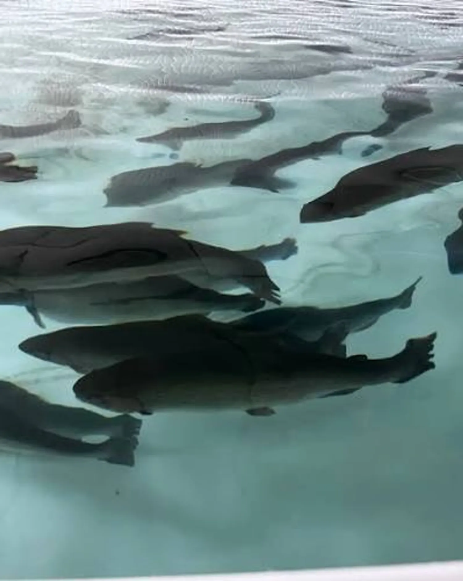 Инвестор: Инвестиции в живую ферму аквариумных рыб из Ростов-на-Дону | Финансирование бизнеса