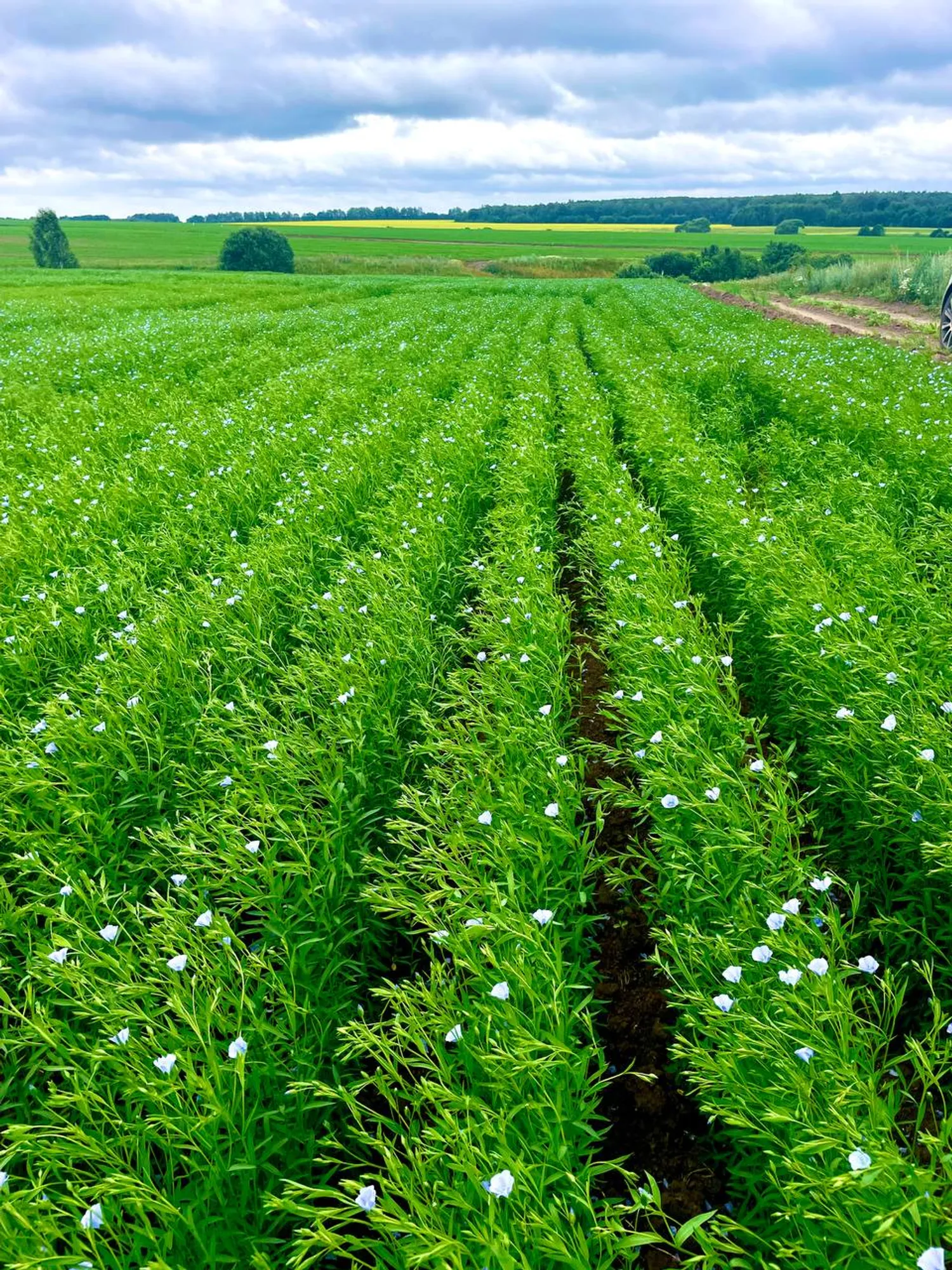 Продается действующее сельхозпредприятие — Продажа бизнеса — обложка