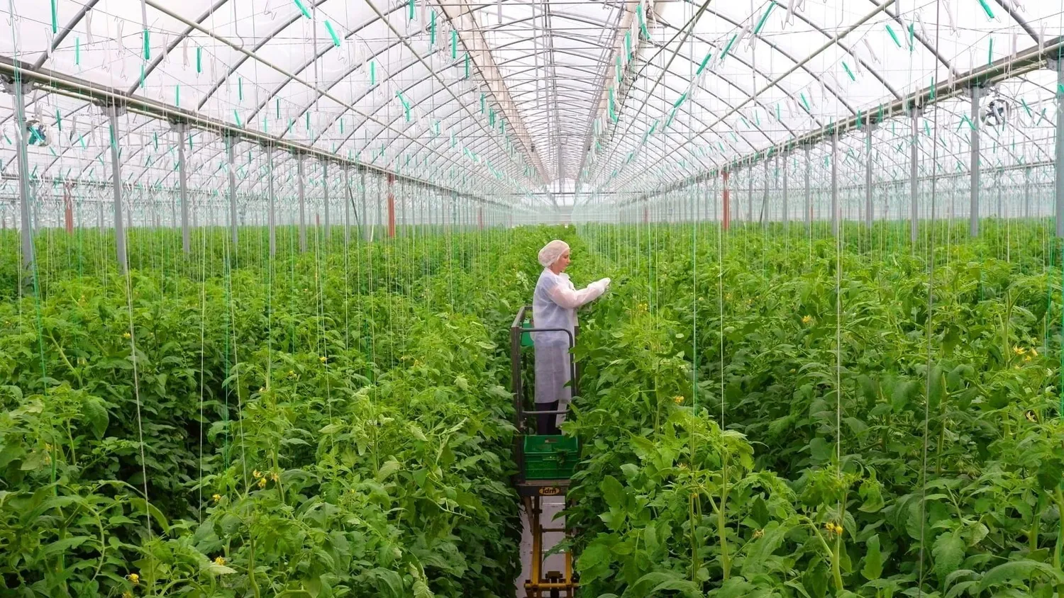 Ищу инвестора для строительства тепличного комплекса — Поиск инвесторов — обложка