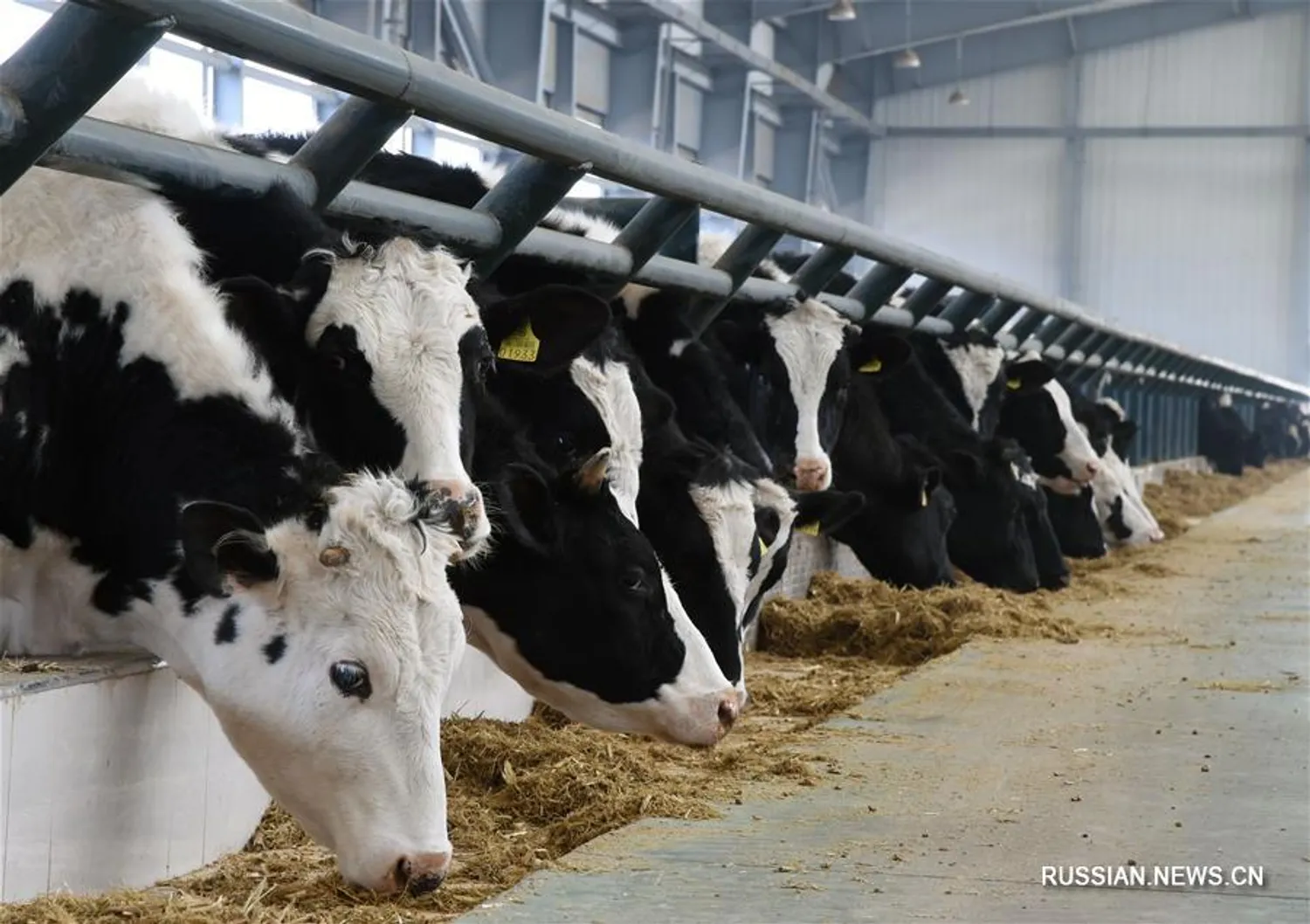 Ищу партнёра для фермы по разведению крупного рогатого скота — Поиск бизнес партнёров — обложка