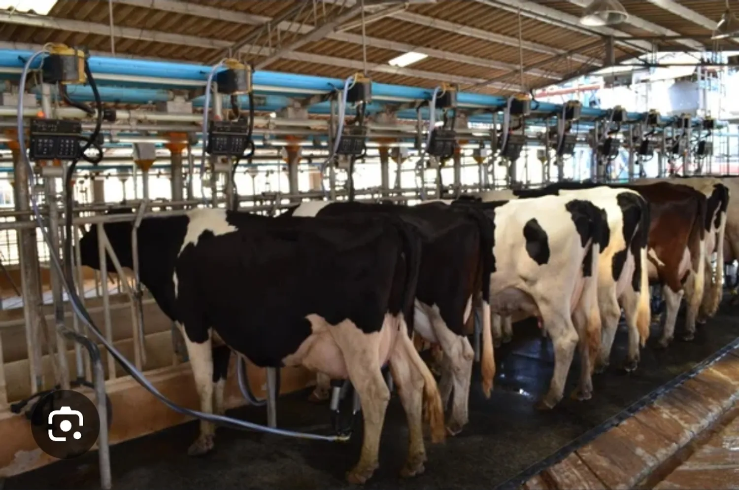 Продаётся действующая ферма по производству молочной продукции — Продажа бизнеса — обложка