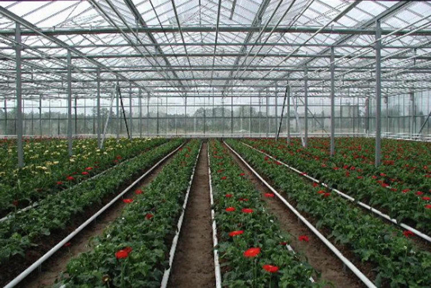 Ищу инвестора для строительства тепличного комплекса в Подмосковье — Поиск инвесторов — обложка