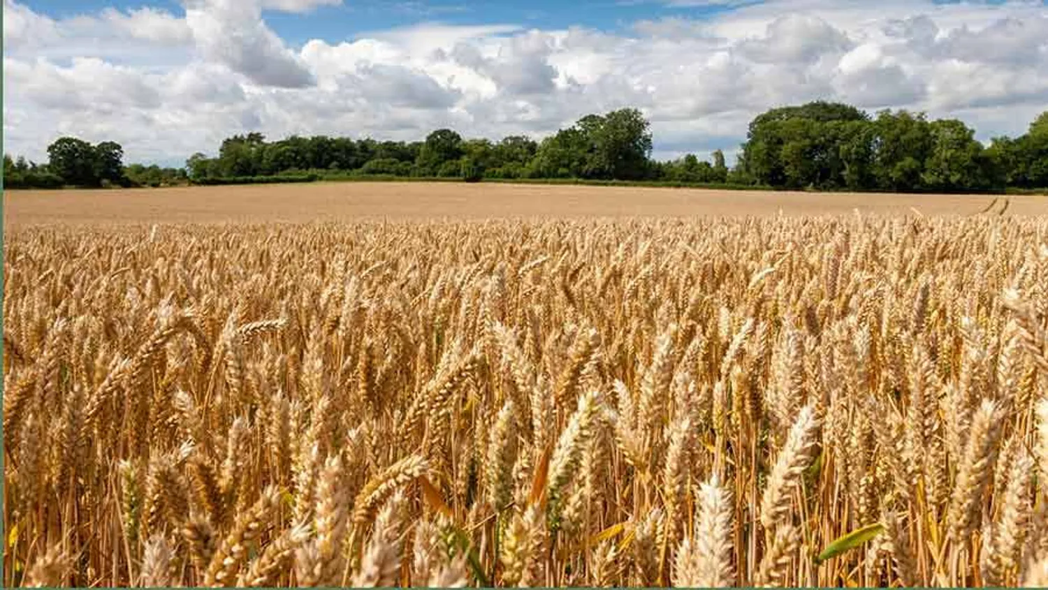 Продажа бизнеса: Продам ферму с доходом и постоянными клиентами в Тульская обл | Готовый бизнес