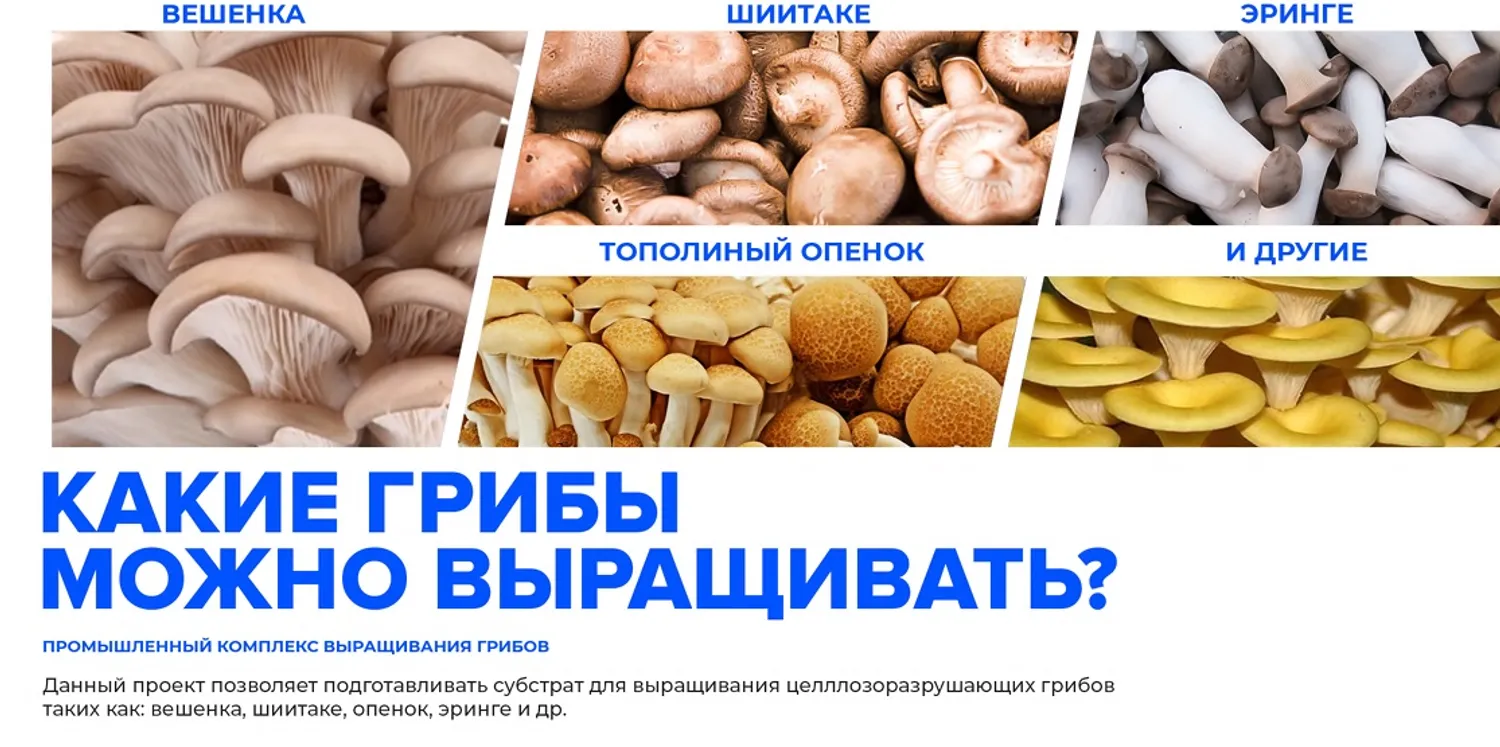 Грибной блок на 300 тонн в месяц — Поиск инвесторов — обложка