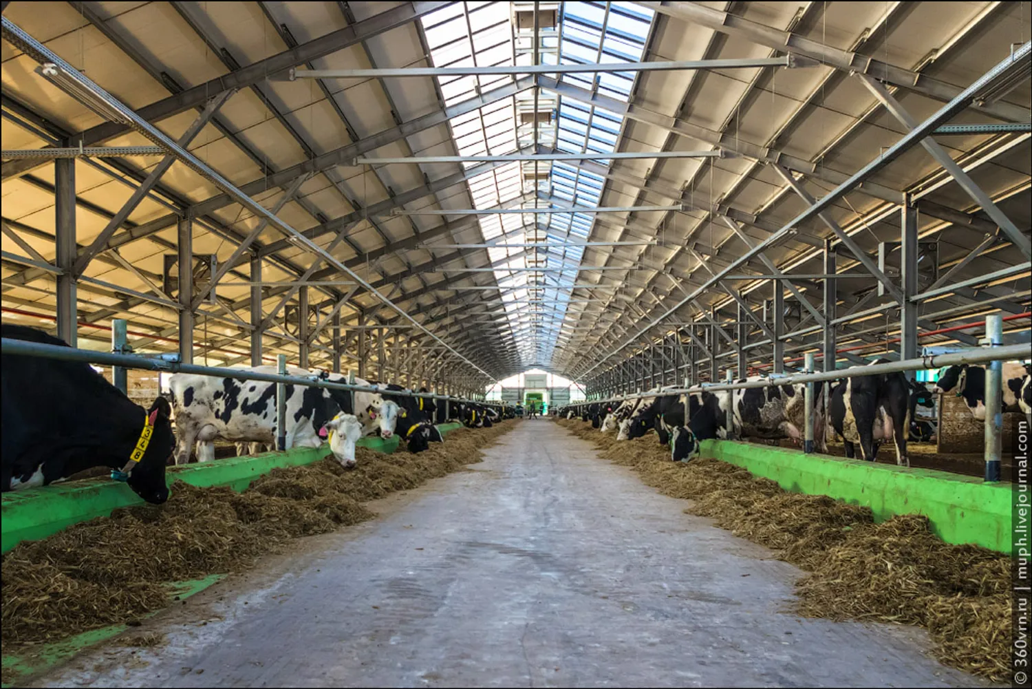 Ищу бизнес-партнёра для открытия молочной фермы — Поиск бизнес партнёров — обложка