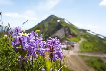 Партнёр для экопроекта в горах — Поиск бизнес партнёров — Сочи