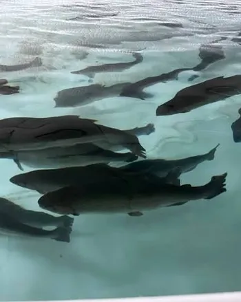 Инвестиции в живую ферму аквариумных рыб — похожее объявление — карточка 1