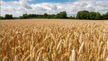 Продам ферму с доходом и постоянными клиентами — похожее объявление — карточка 4