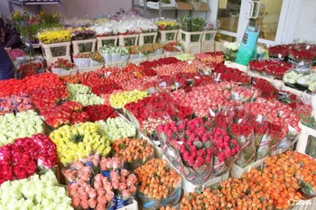 Франшиза: Цветочный след — похожее объявление — карточка 3