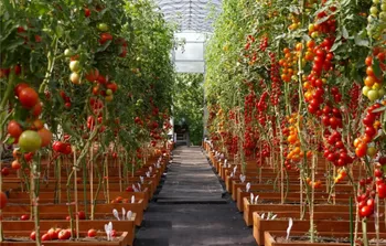 Производство томатосодержащих продуктов — Поиск бизнес партнёров — Тула