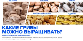Грибной блок на 300 тонн в месяц — Поиск инвесторов — Зубцов