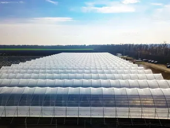 Развитие ягодного бизнеса в Карелии – «от поля к туннелю» с перспективой переработки ягод — Поиск бизнес партнёров — фото 7