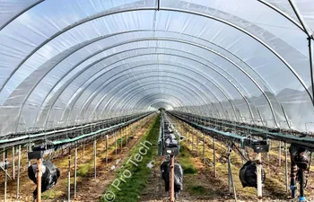 Развитие ягодного бизнеса в Карелии – «от поля к туннелю» с перспективой переработки ягод — Поиск бизнес партнёров — фото 4