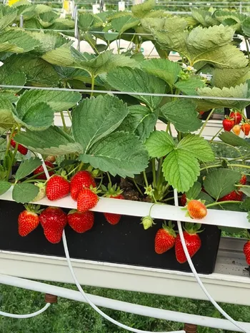 Развитие ягодного бизнеса в Карелии – «от поля к туннелю» с перспективой переработки ягод — Поиск бизнес партнёров — фото 1