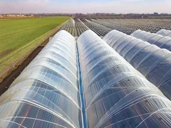 Развитие ягодного бизнеса в Карелии – «от поля к туннелю» с перспективой переработки ягод — Поиск бизнес партнёров — фото 8