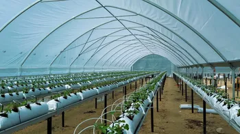 Развитие ягодного бизнеса в Карелии – «от поля к туннелю» с перспективой переработки ягод — Поиск бизнес партнёров — фото 10