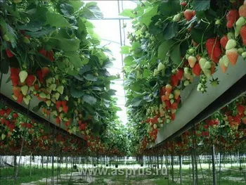 Развитие ягодного бизнеса в Карелии – «от поля к туннелю» с перспективой переработки ягод — Поиск бизнес партнёров — фото 9