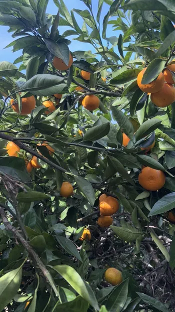 Сартлян Андрей Андреевич — аватар